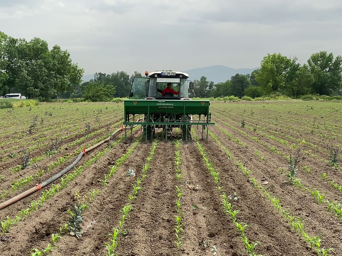 cultivation